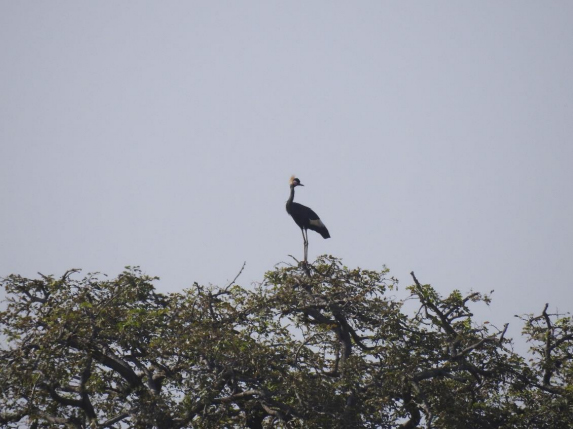 Hooded crane